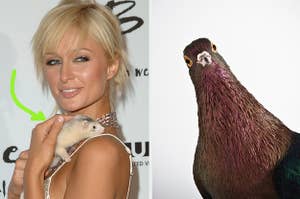 paris hilton holding a ferret on the left and a pigeon on the right