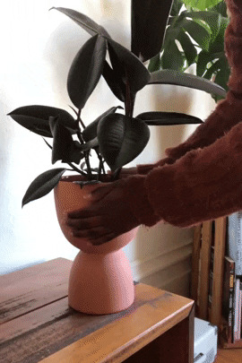 a gif of Amazon lifting the pot and showing the basin underneath
