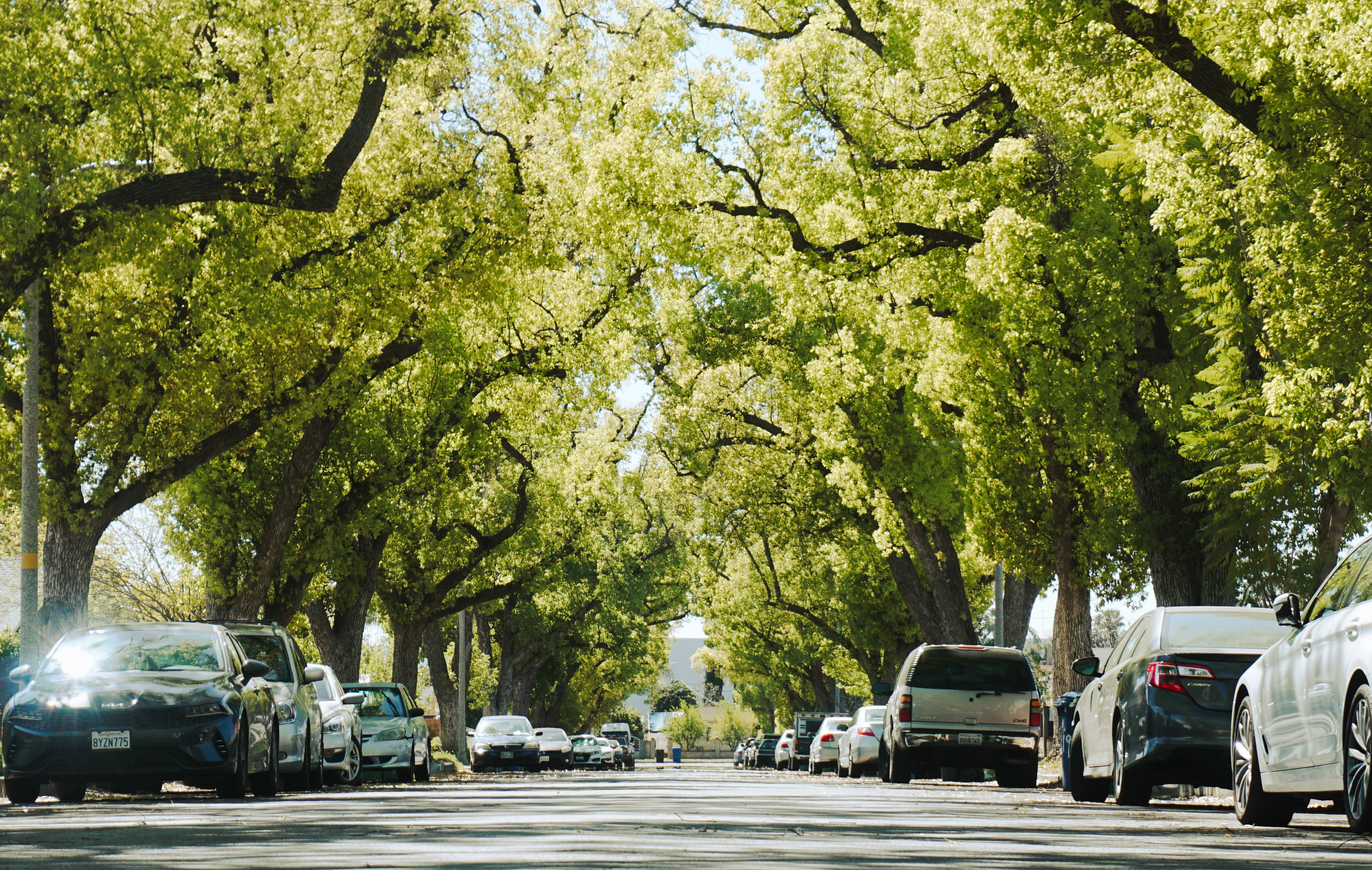 Bright camphor trees along a neighborhood street