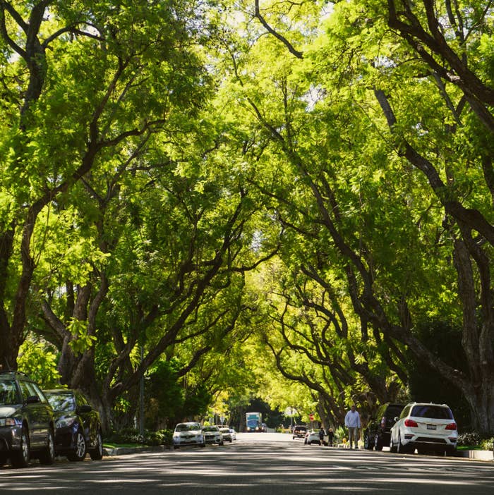 Jacaranda trees along a residential street