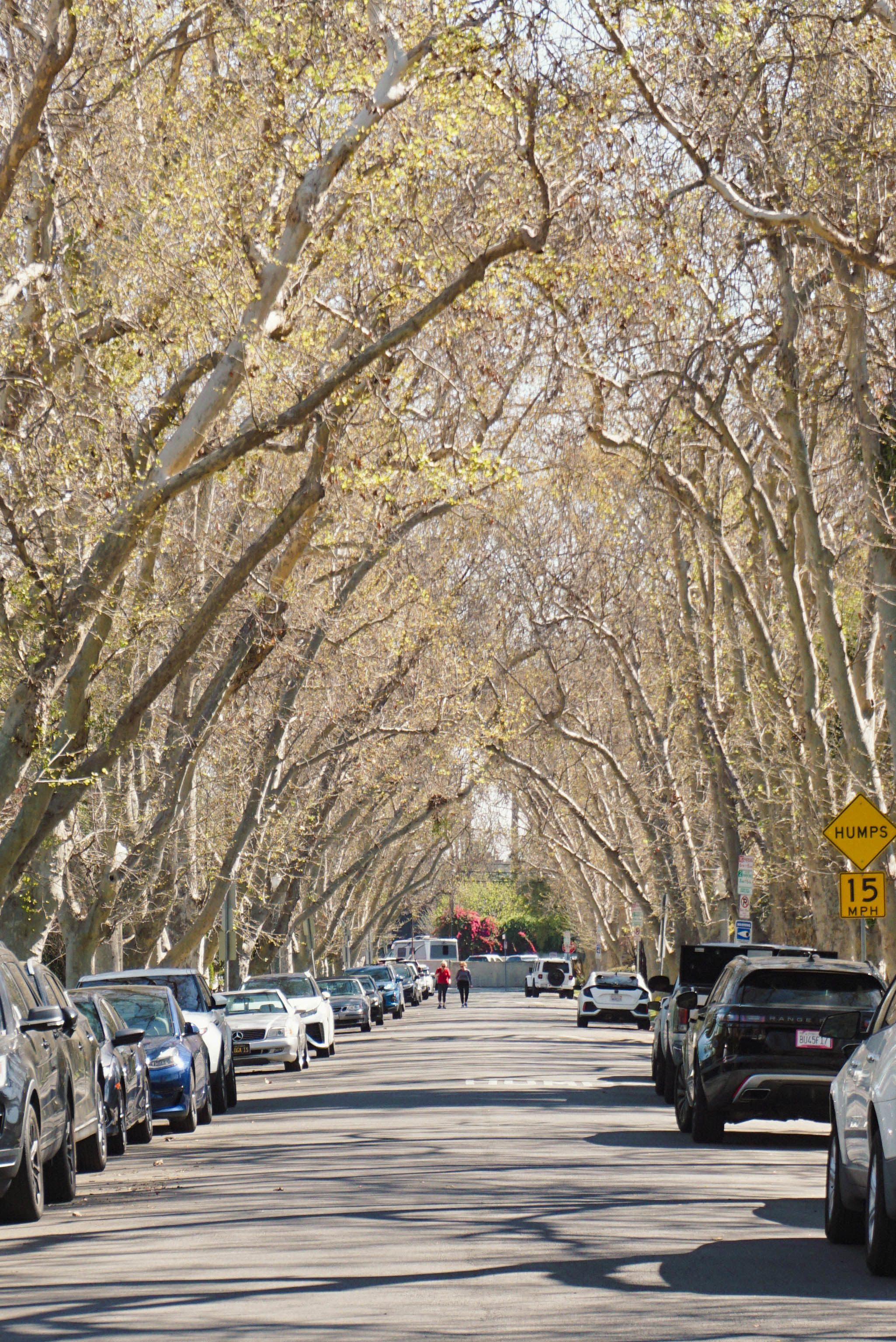 Bare sycamore trees line a residential street