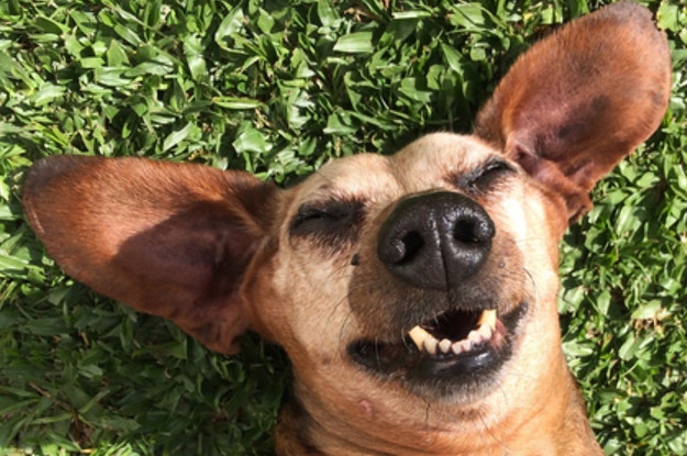 アニマル Buzzfeed アニマル Buzzfeed