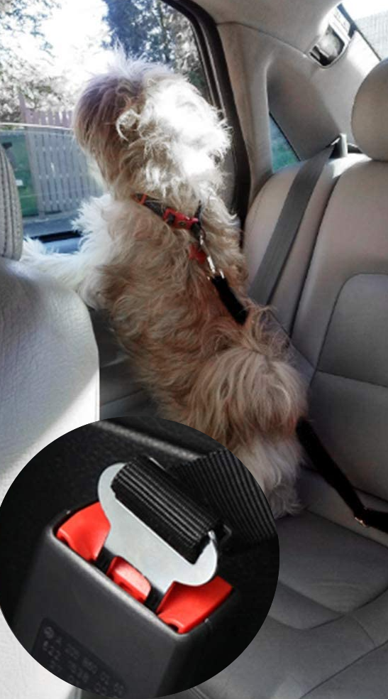 A dog wearing the seat belt and a closeup of the buckle
