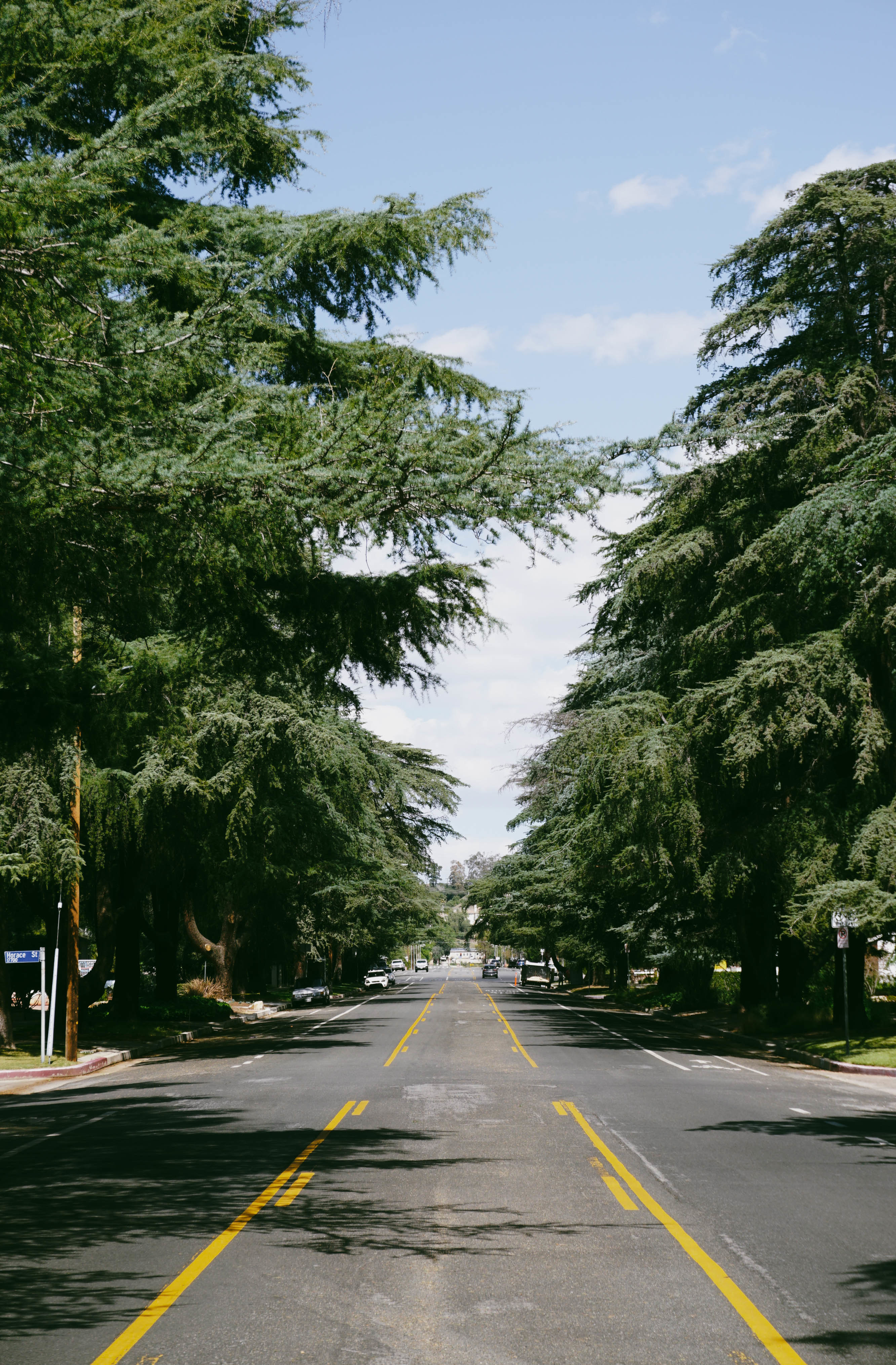 Tall cedar trees line a major street
