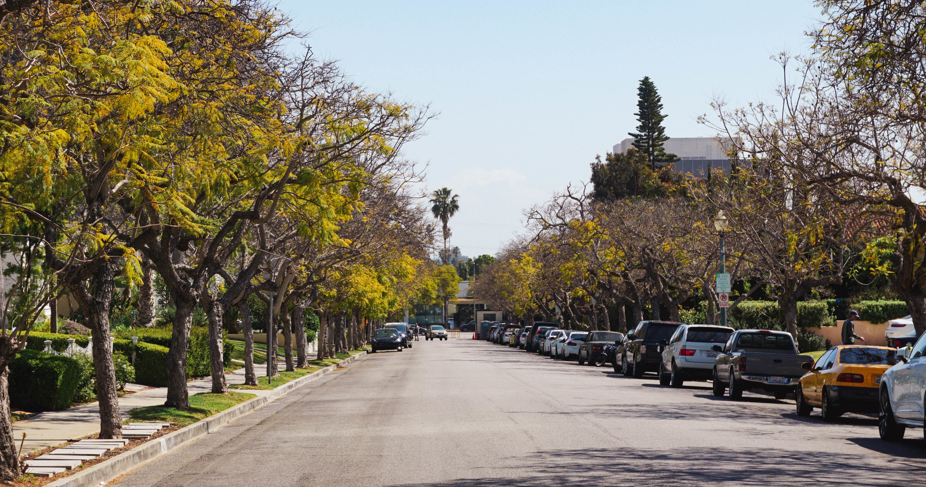 Jacaranda trees line up along a wide street in Santa Monica