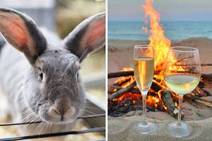 A rabbit is on the left with two wine glasses on a beach on the right