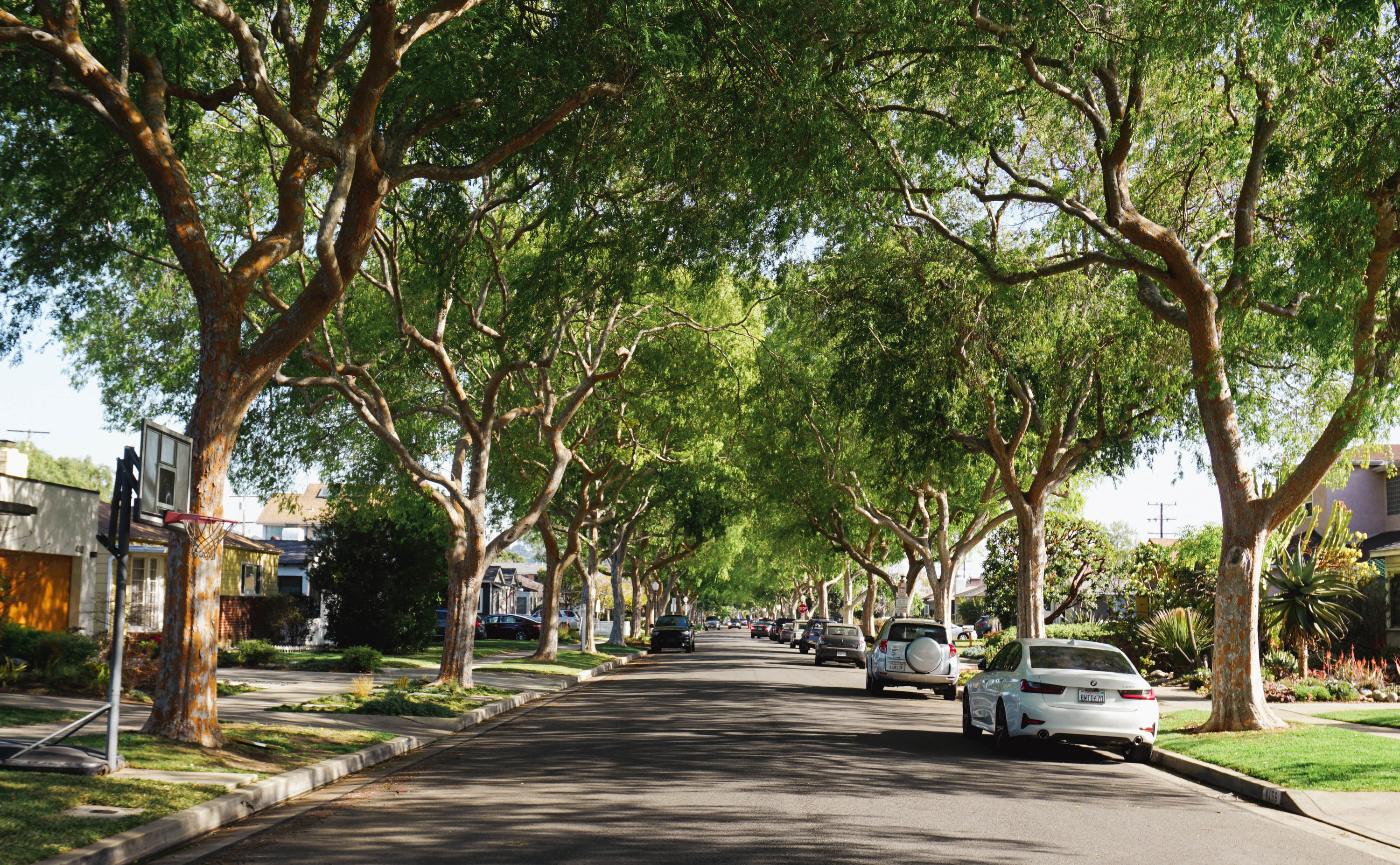 Chinese elm trees along a residential street