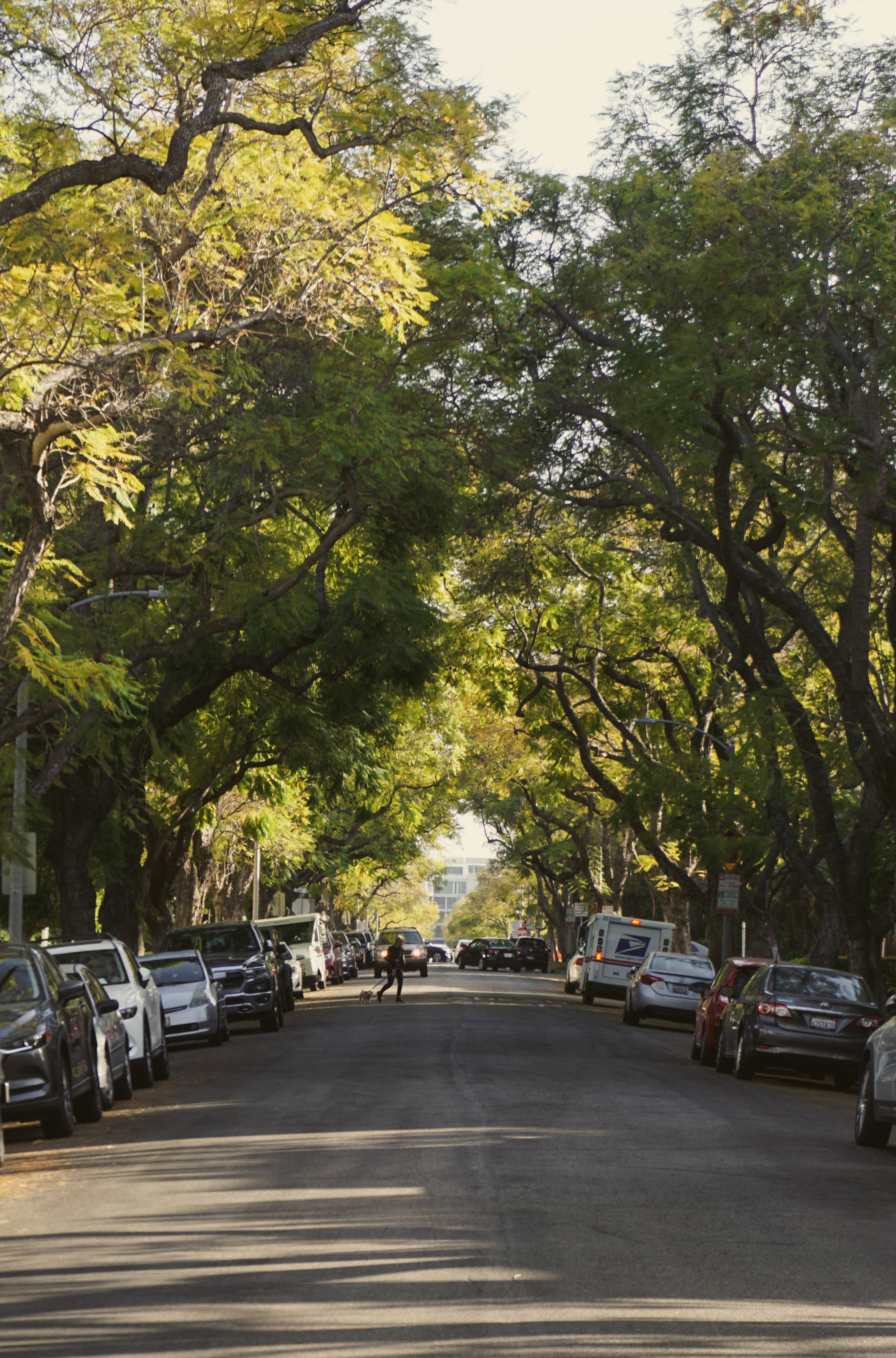 Jacaranda trees forming a canopy and tree tunnel over a residential street