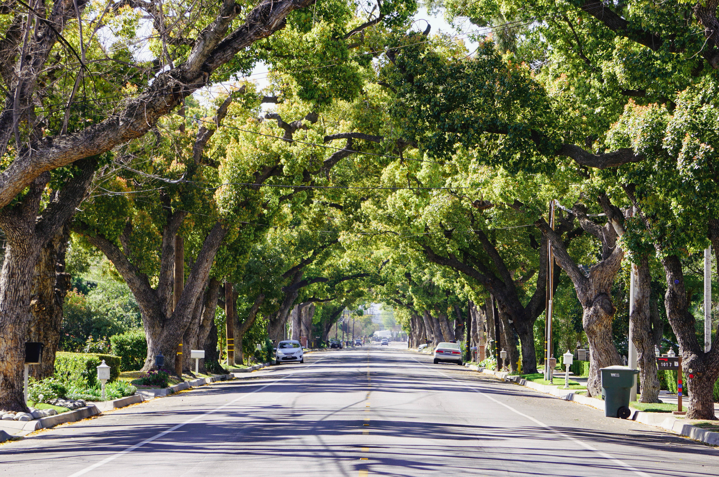 Oak trees alongside a main road