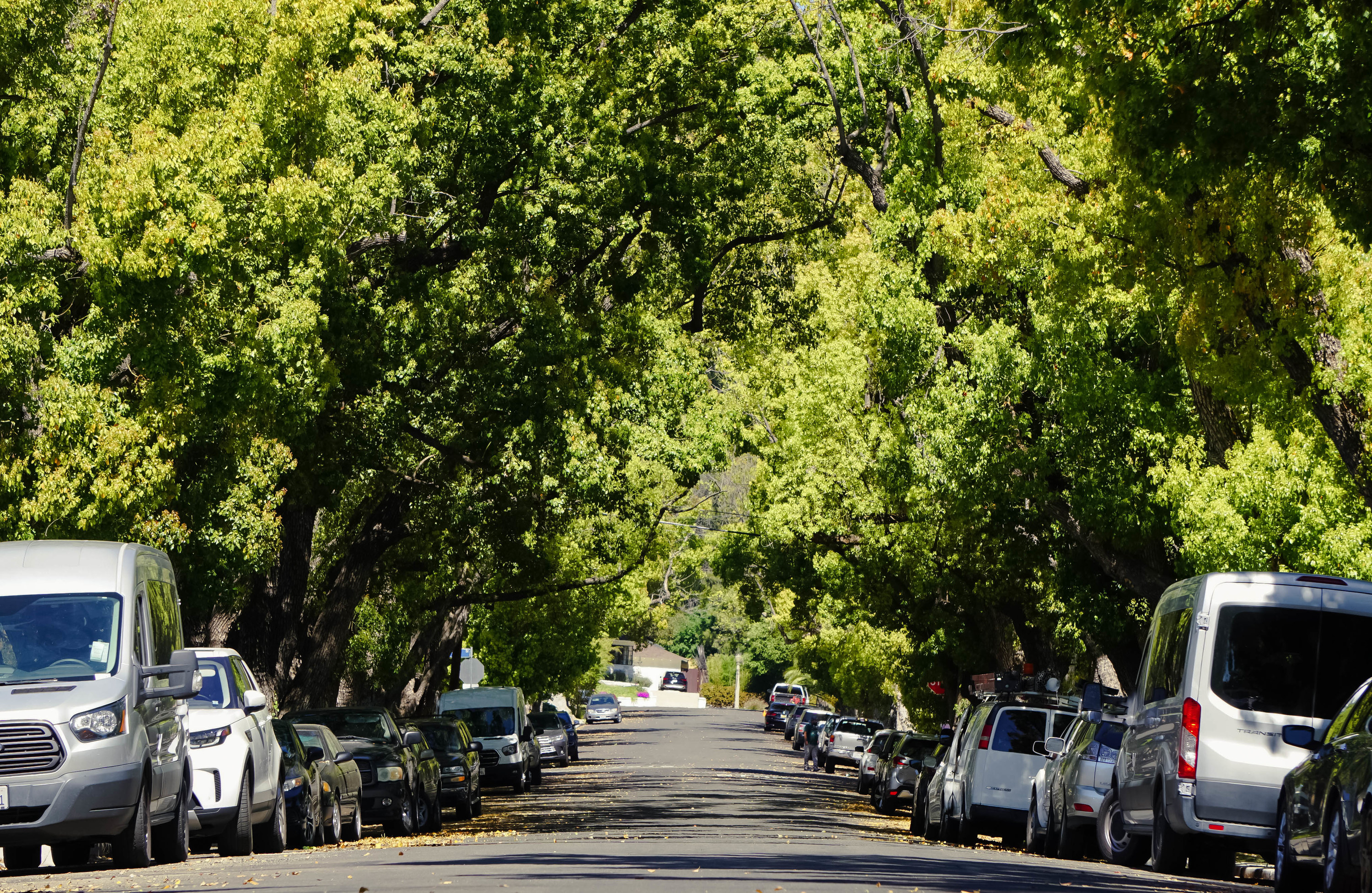 Camphor trees forming a bright green canopy over a residential street