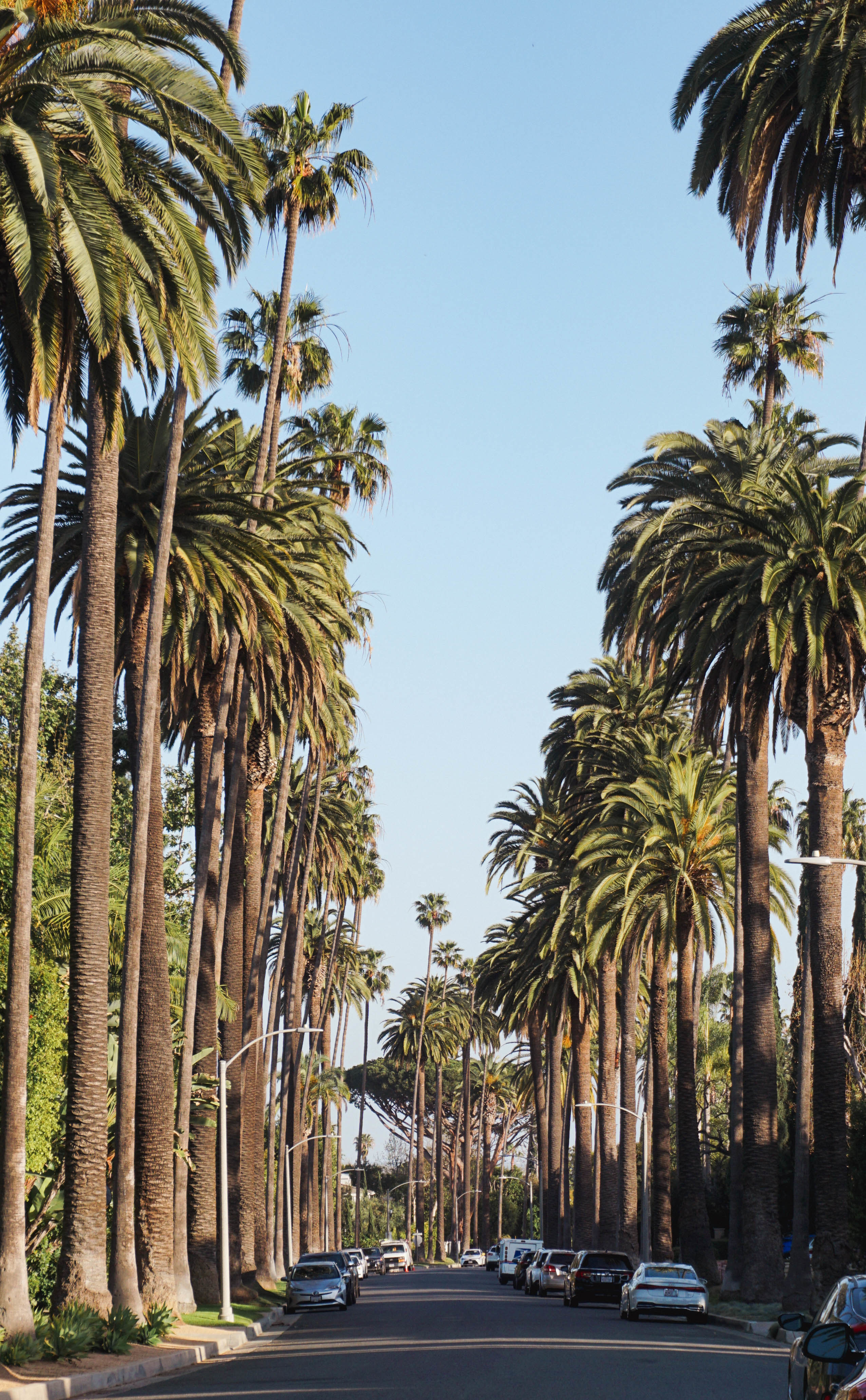 Tall thick palm trees decorate the sides of a Beverly Hills street