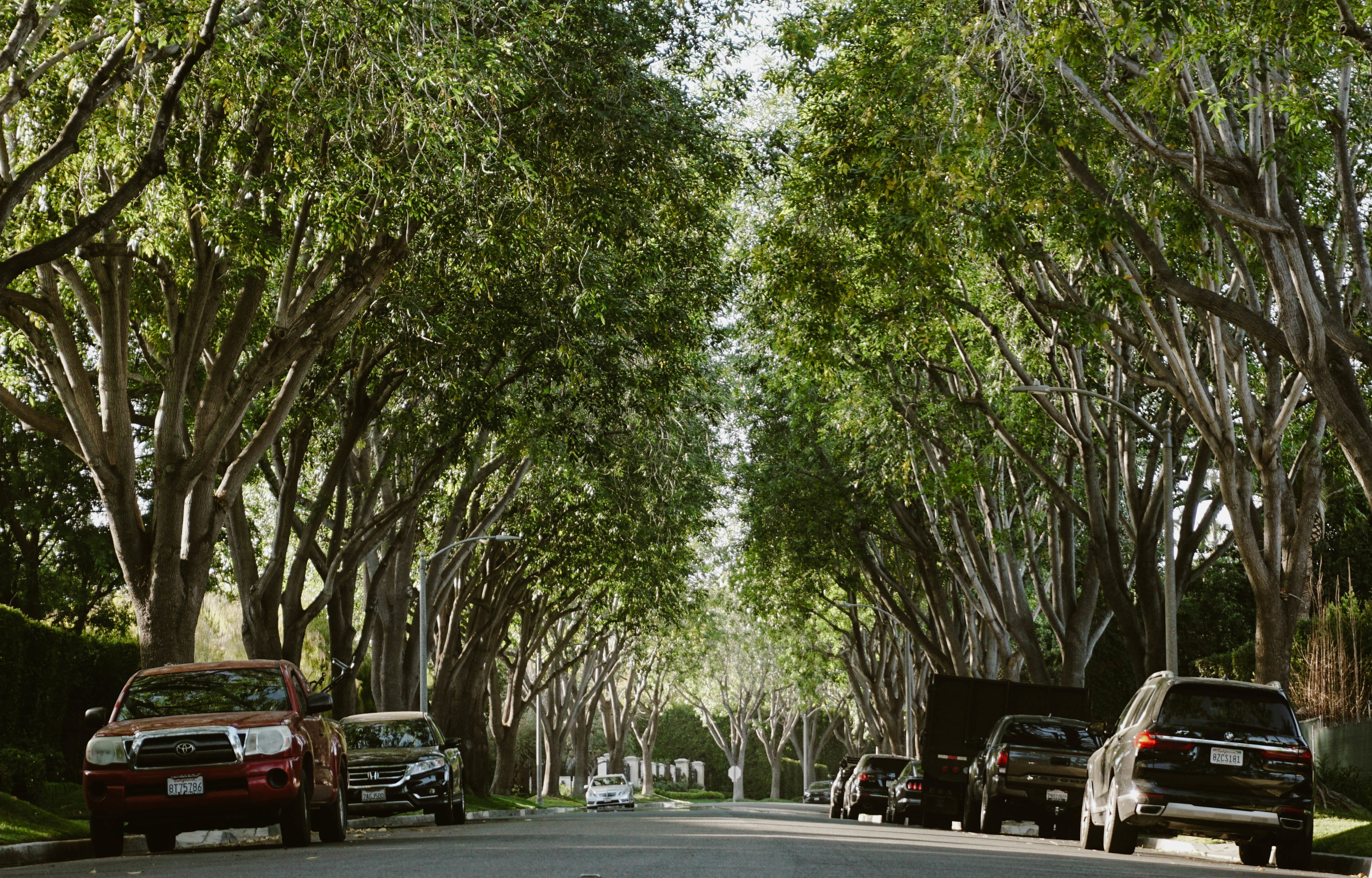 Sycamore trees lining a residential street