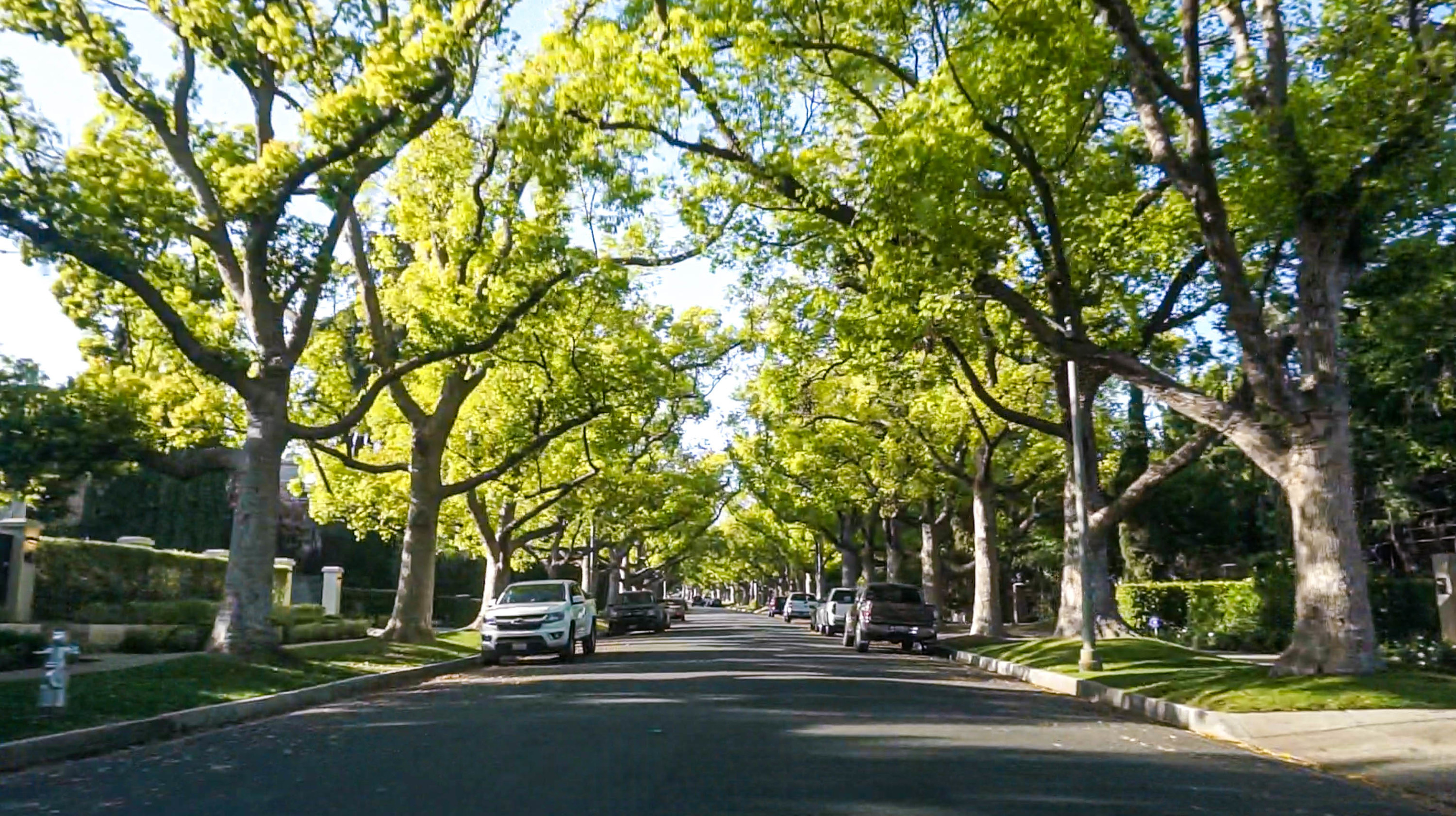 Maple trees line a residential street