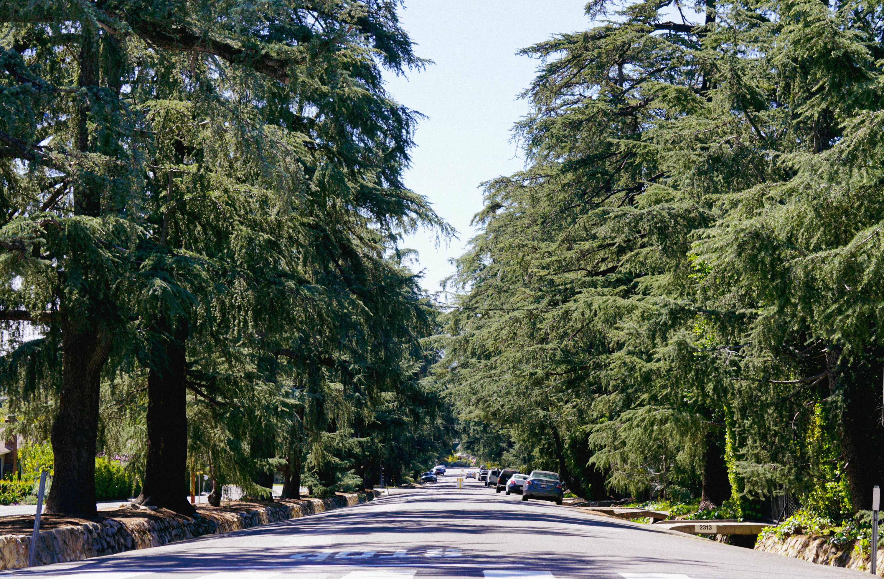 Large cedar trees lining a wide lane residential street
