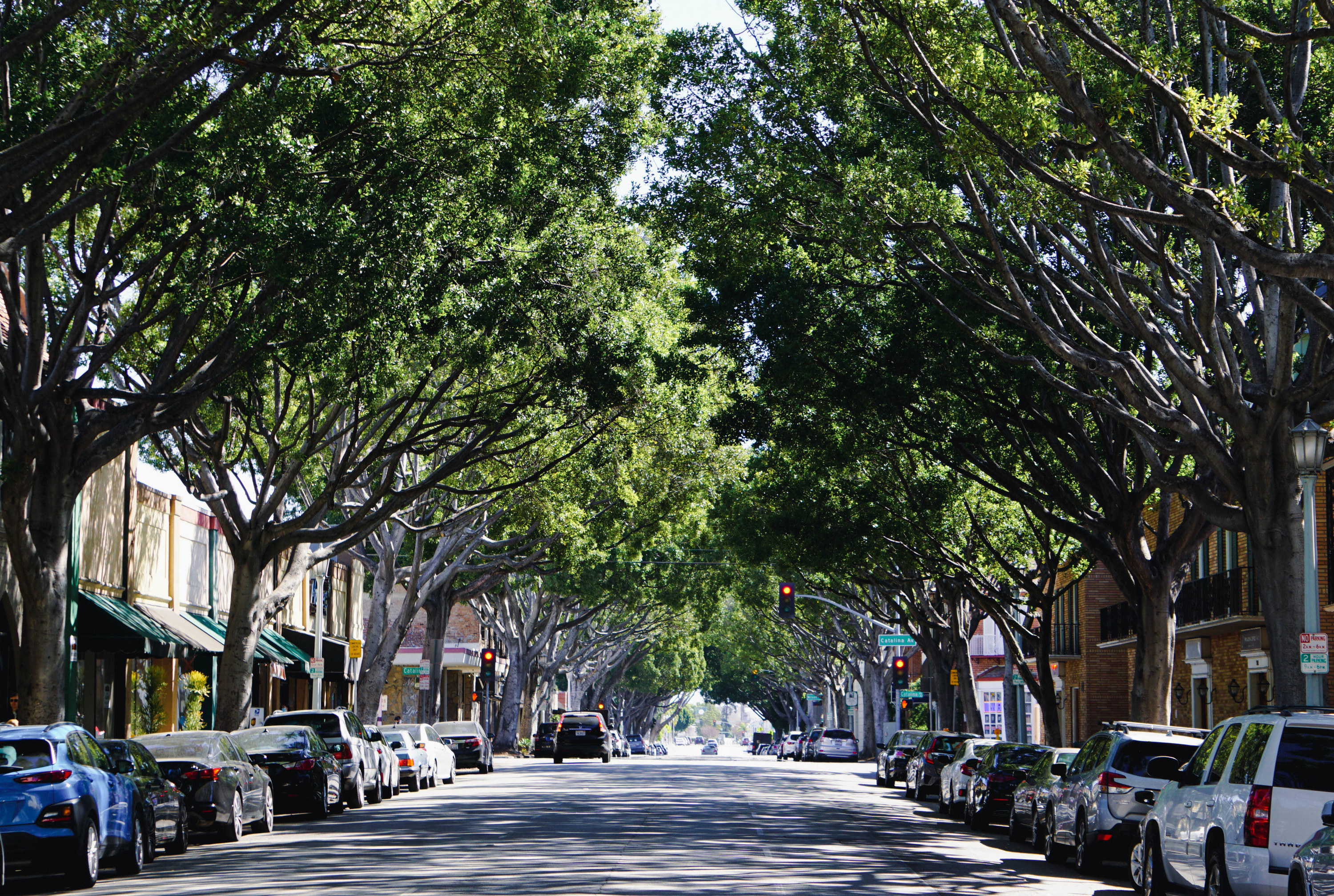 Trees line a main street with shops on the sides