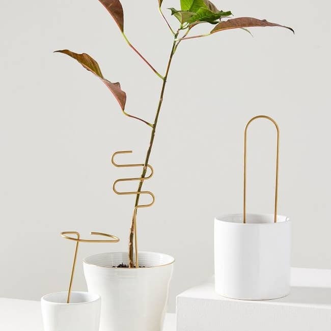 three different shaped stakes sitting in white pots