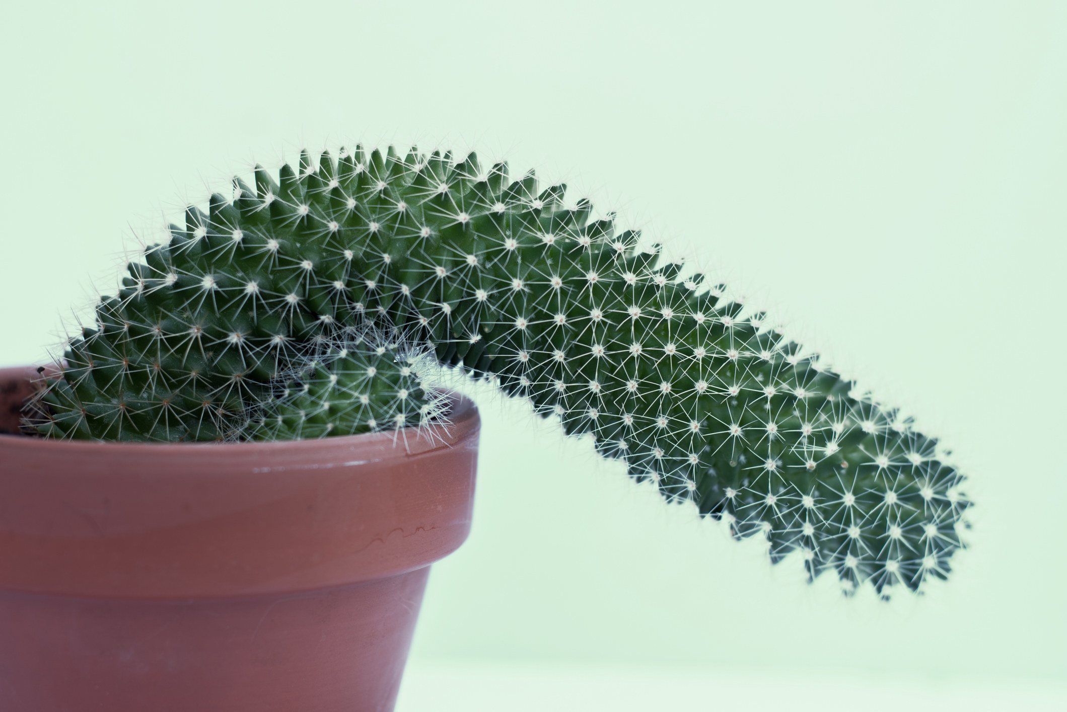 A stock image of a cacti bent over, struggling to stand upright