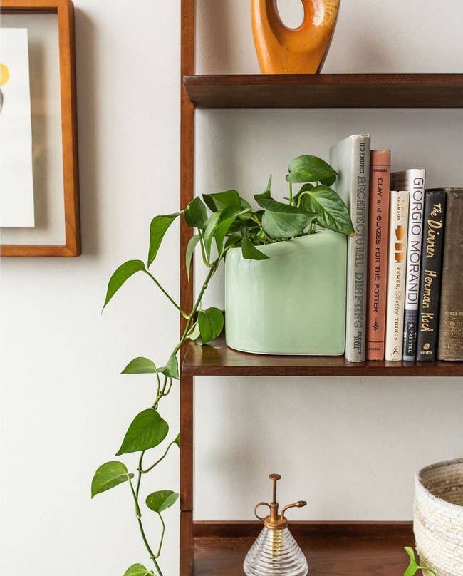 the sage green bookend holding a pothos plant