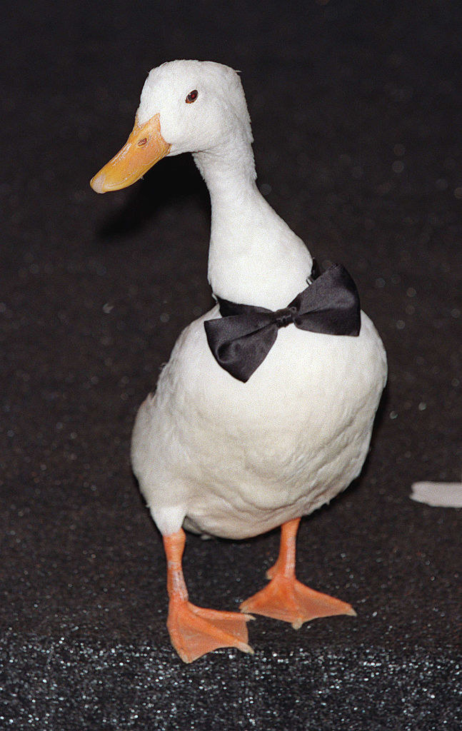 A duck wearing a black bow tie