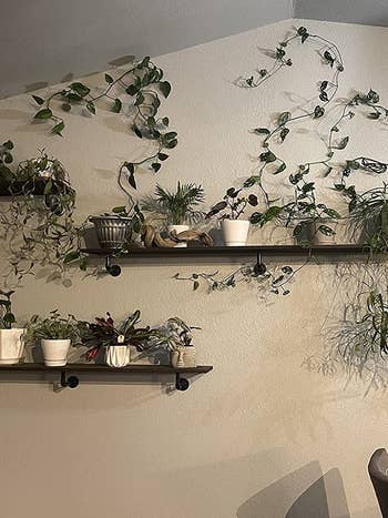 a reviewer's plants on the wall