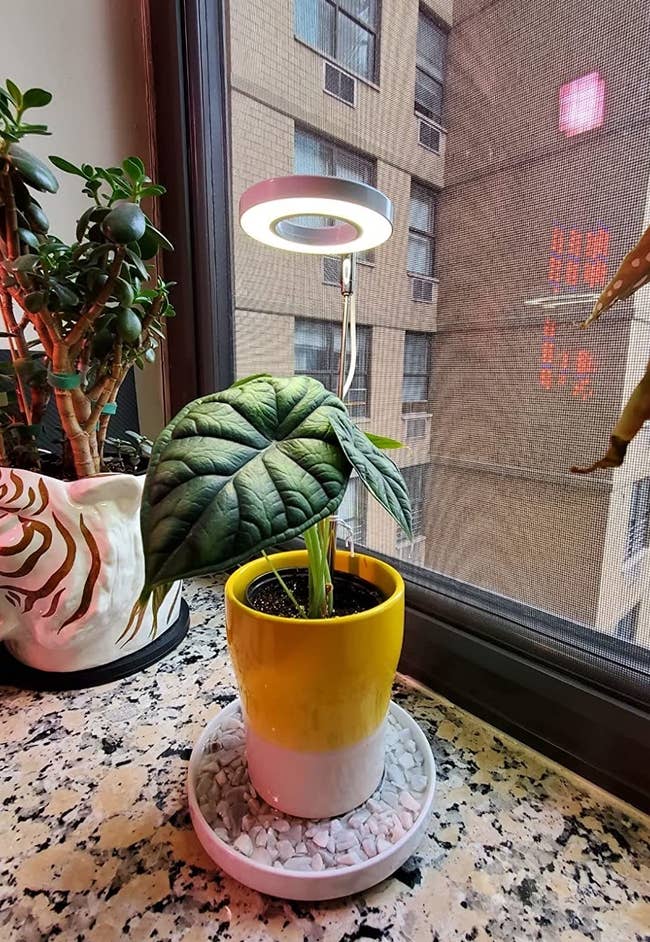 a reviewer shows the small grow light in a yellow pot
