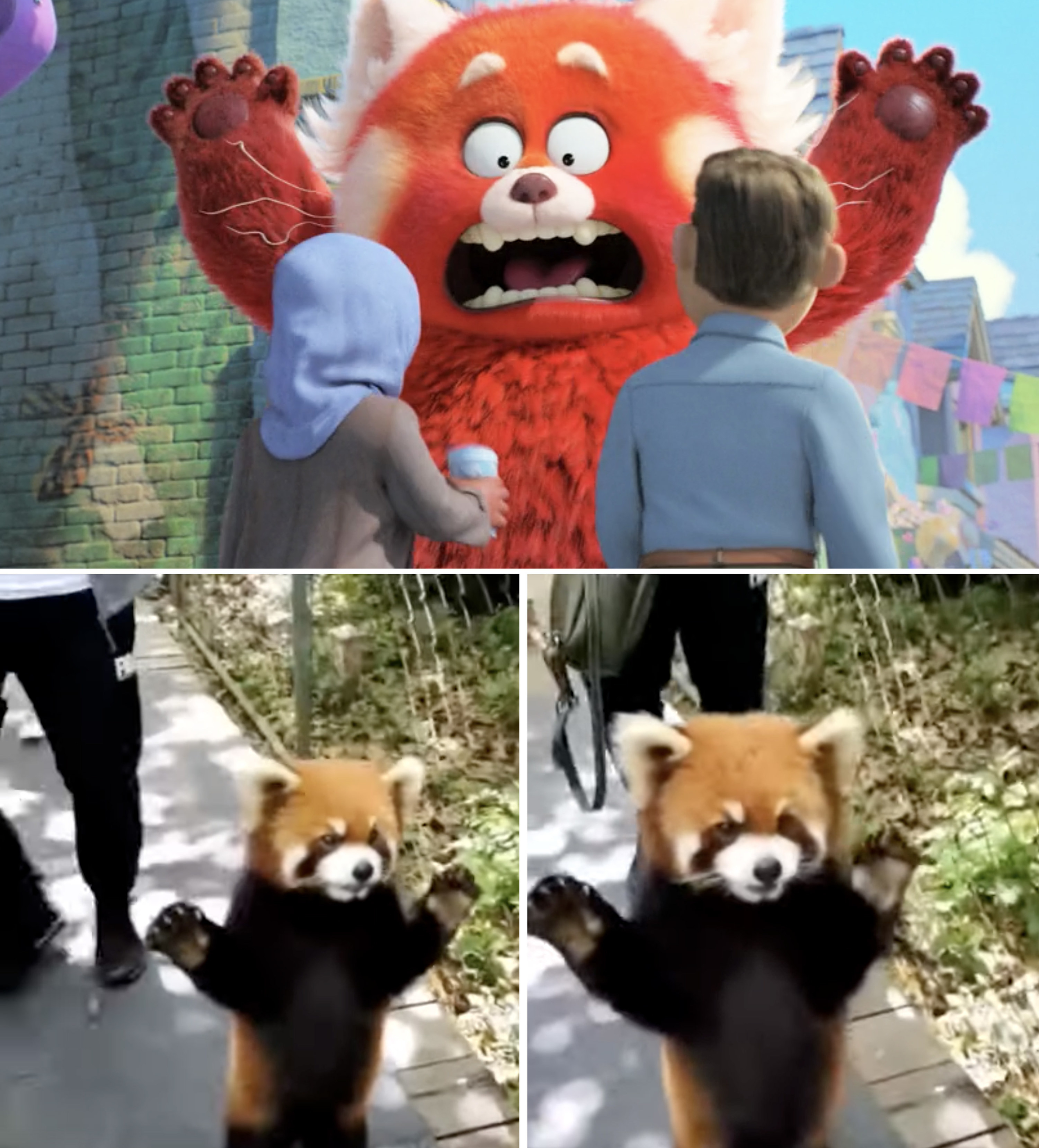 Mei holding her hands in the air vs a real red panda doing the same thing