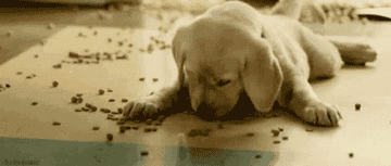 Marley the dog from &quot;Marley and Me&quot; eating dog food off the floor