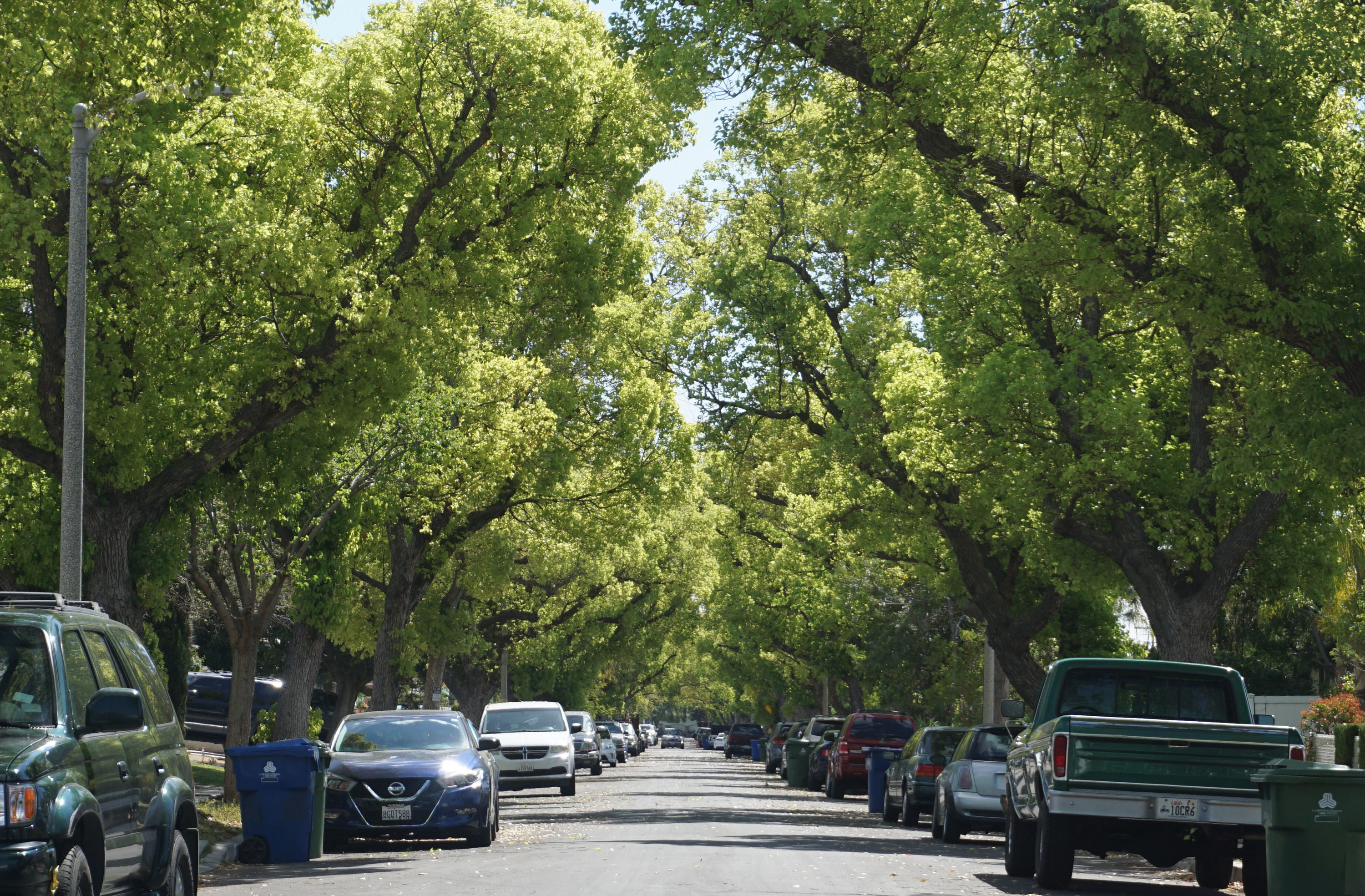 Bright green tree-lined street in the San Fernando Valley of Los Angeles