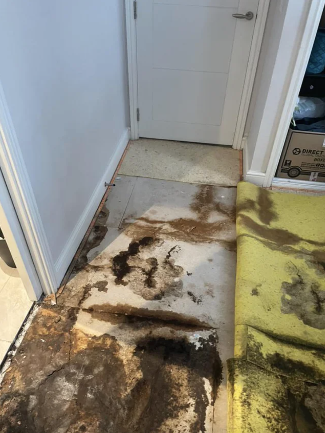The floors covered in mold