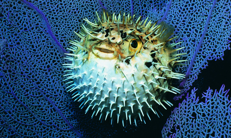 A puffer fish inflated with water