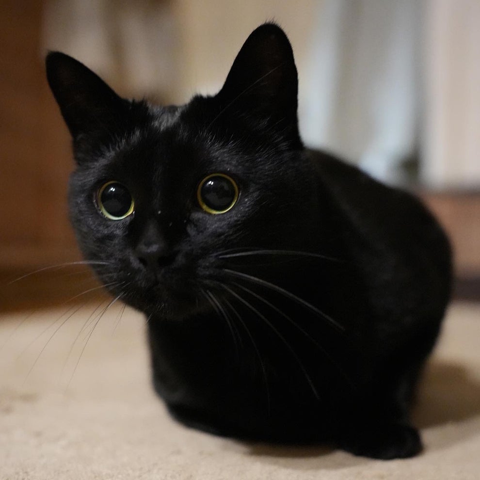 顔芸猫すごい と言わしめた驚愕の1枚