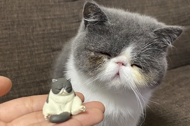 アニマル Buzzfeed アニマル Buzzfeed