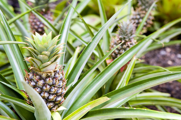 A pineapple plant, where the pineapples are growing from the ground with big leaves
