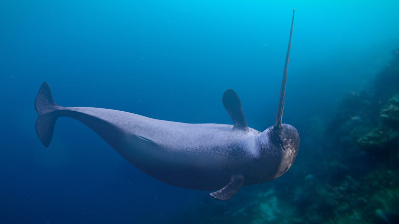 A narwhal in the ocean