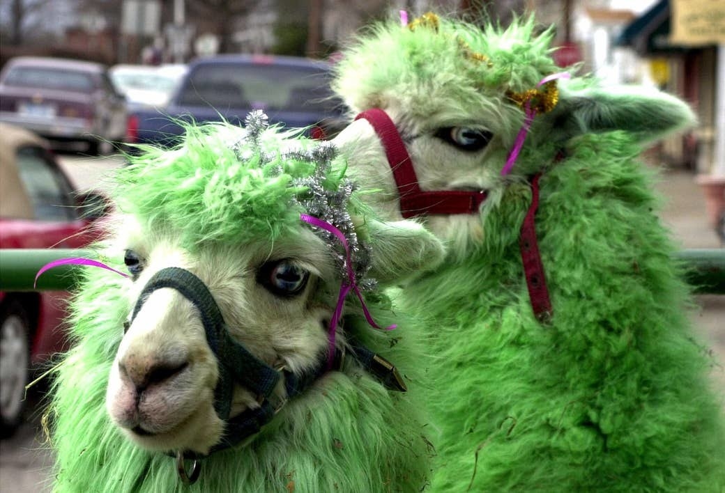 Two alpacas wearing green-dyed coats courtesy of their owner participate in a St. Patrick&#x27;s Day celebration in Frankfort, Kentucky