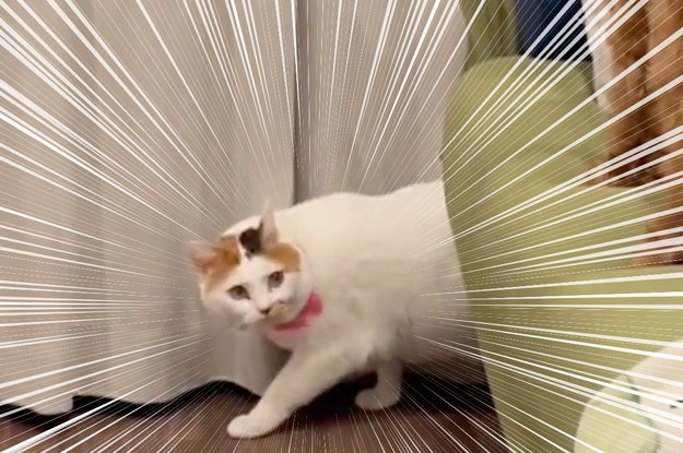 アニマル Buzzfeed アニマル Buzzfeed