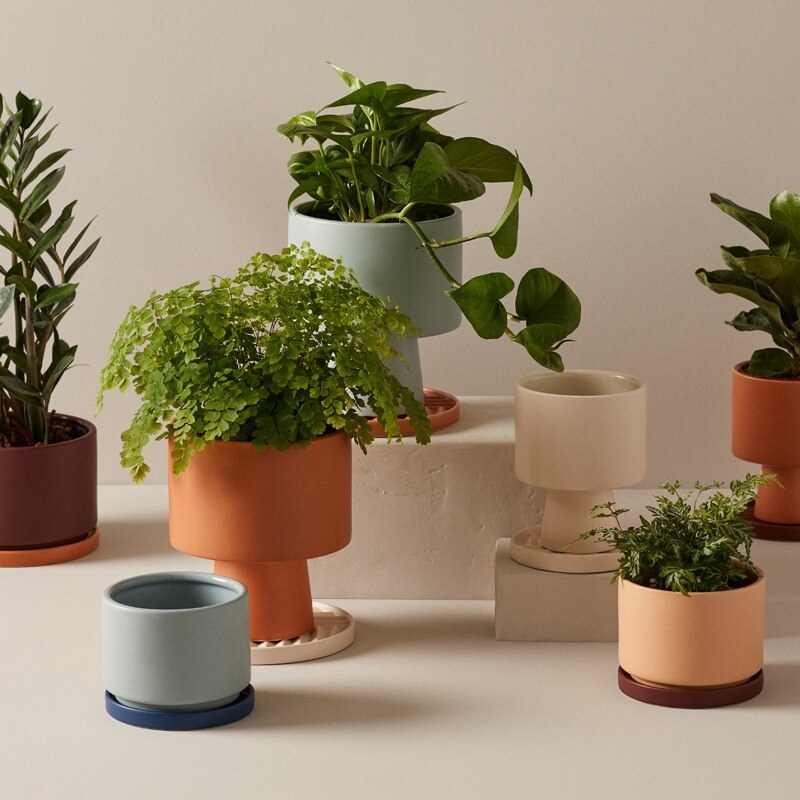 A bunch of plants in ceramic planters of different sizes