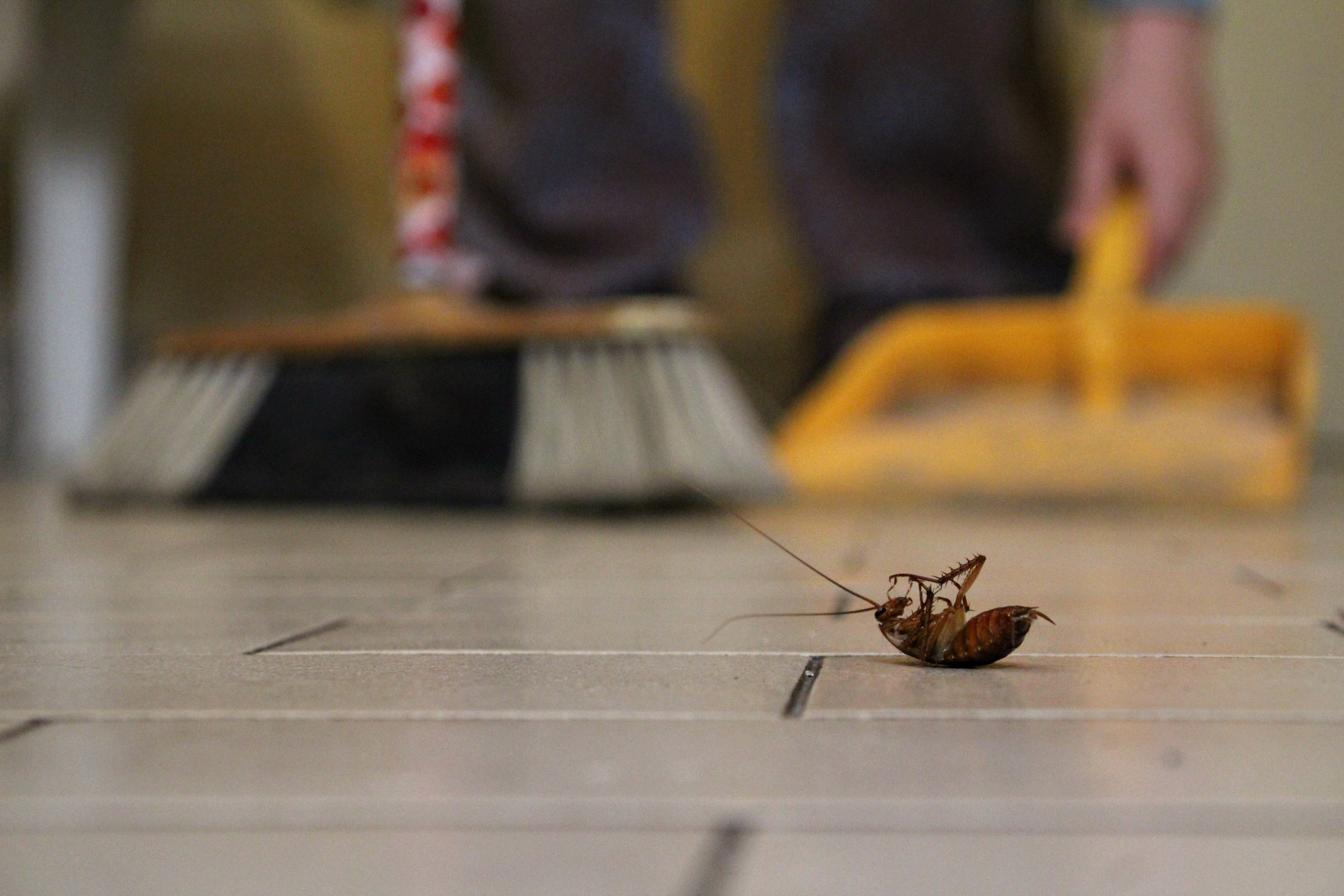 A dead cockroach on the floor