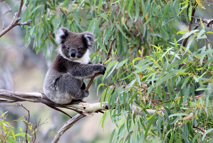 koala on a eucalyptus tree branch