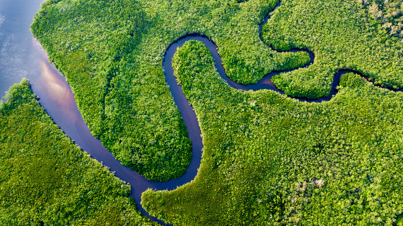 aerial view of river running through rainforest