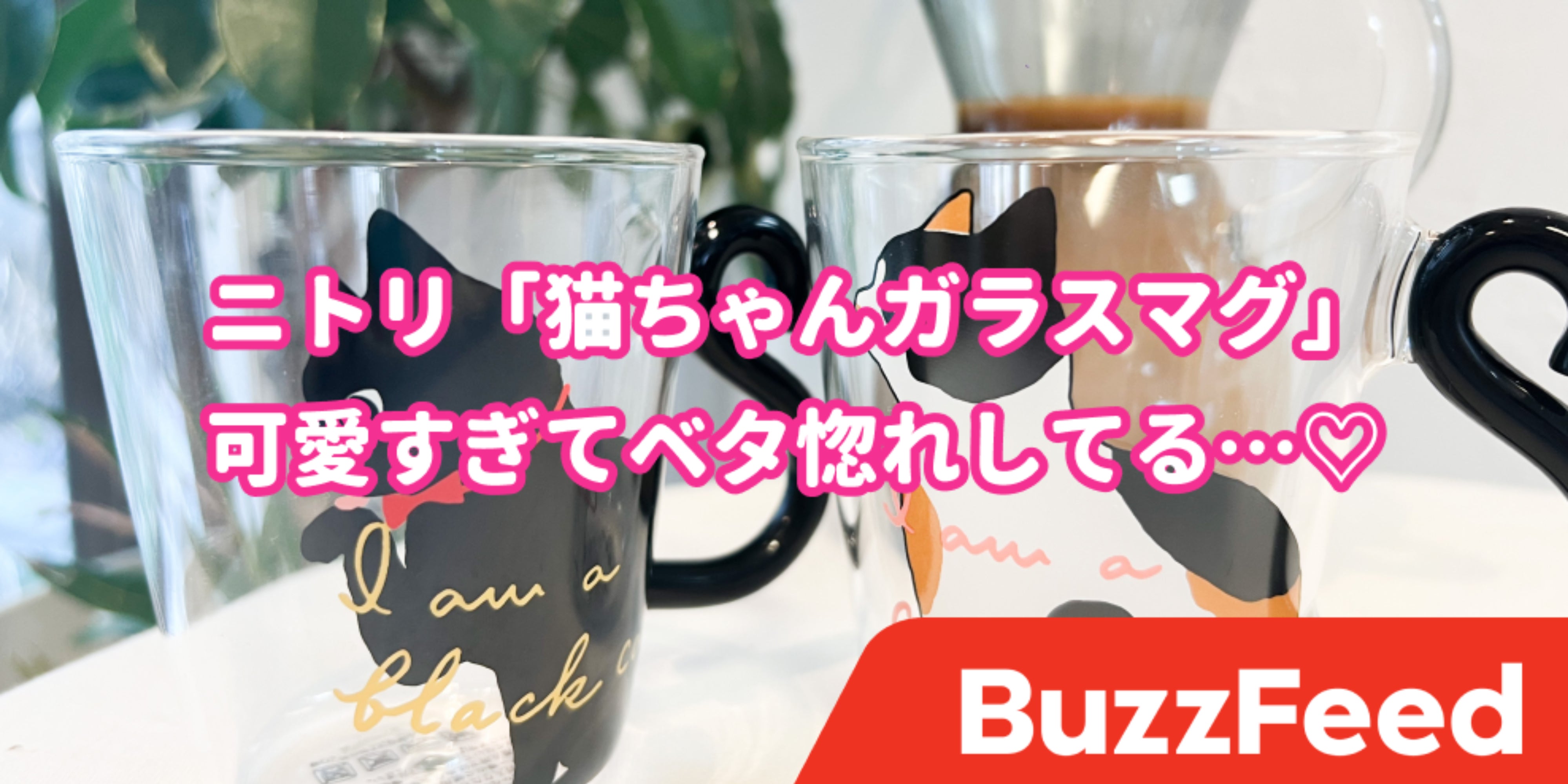 ニトリ、本気出しすぎでは…！「猫ちゃんガラスマグ」が癒しの塊でしか