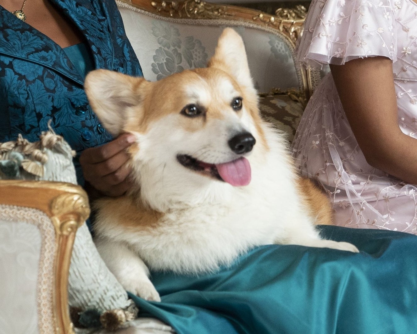 Newton on someone's lap