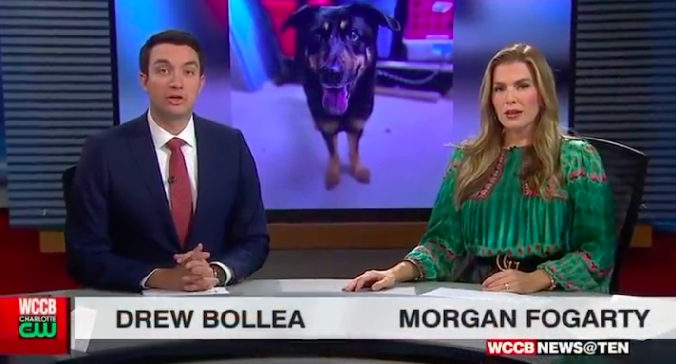 Two newscasters from WCCB News Ten sitting at a table with footage of a dog behind them