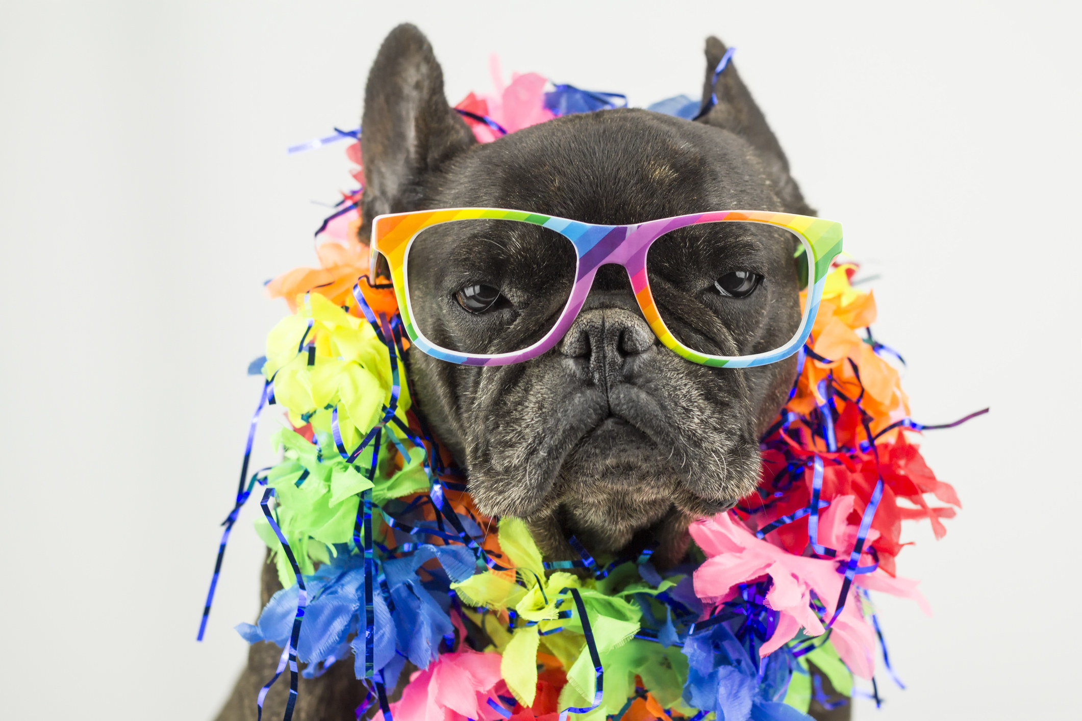 Pug-type dog wearing sunglasses and a &quot;wreath&quot; in rainbow colors