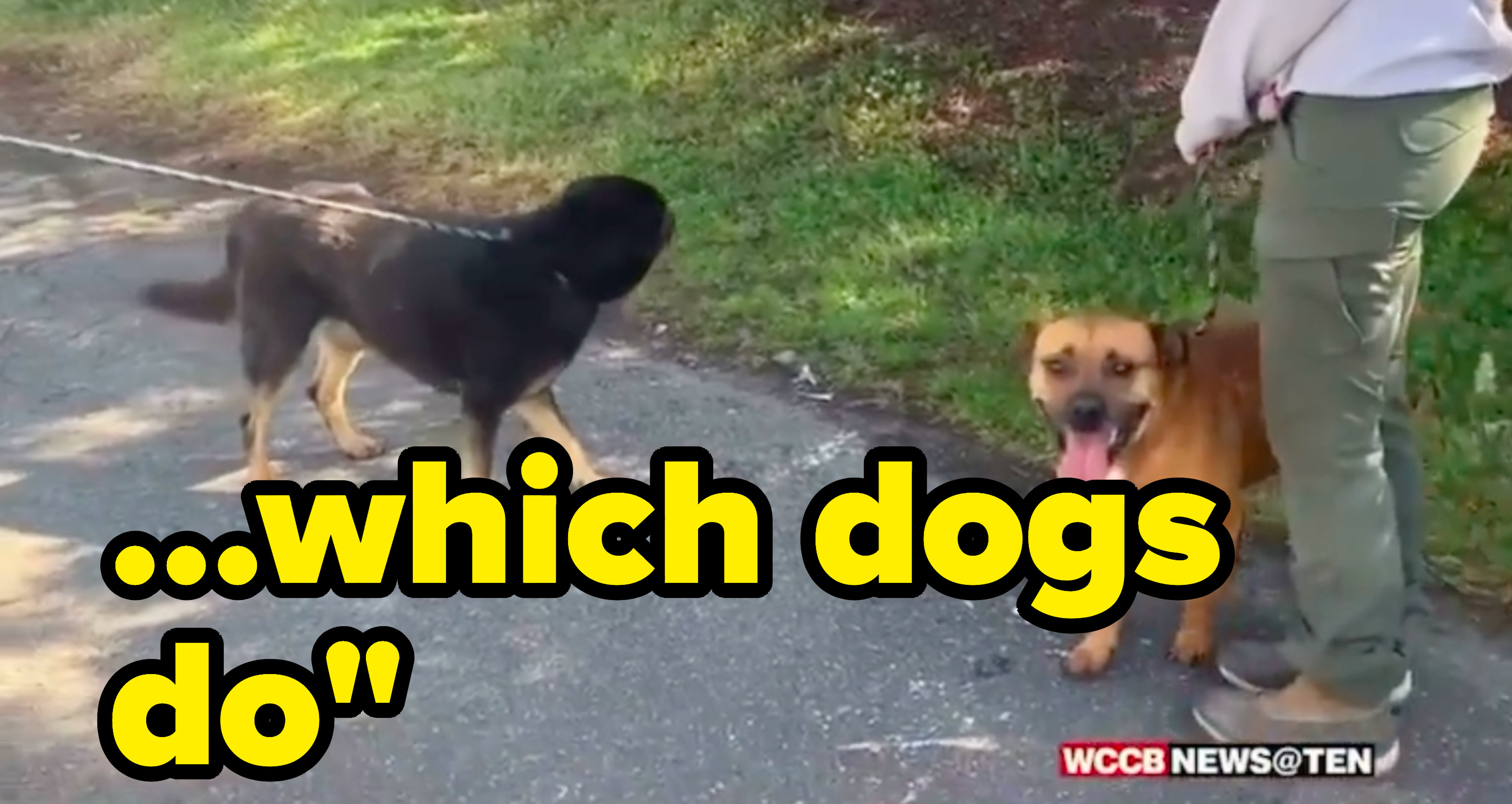 Text: &quot;which dogs do&quot; with footage of two dogs on leashes on a footpath