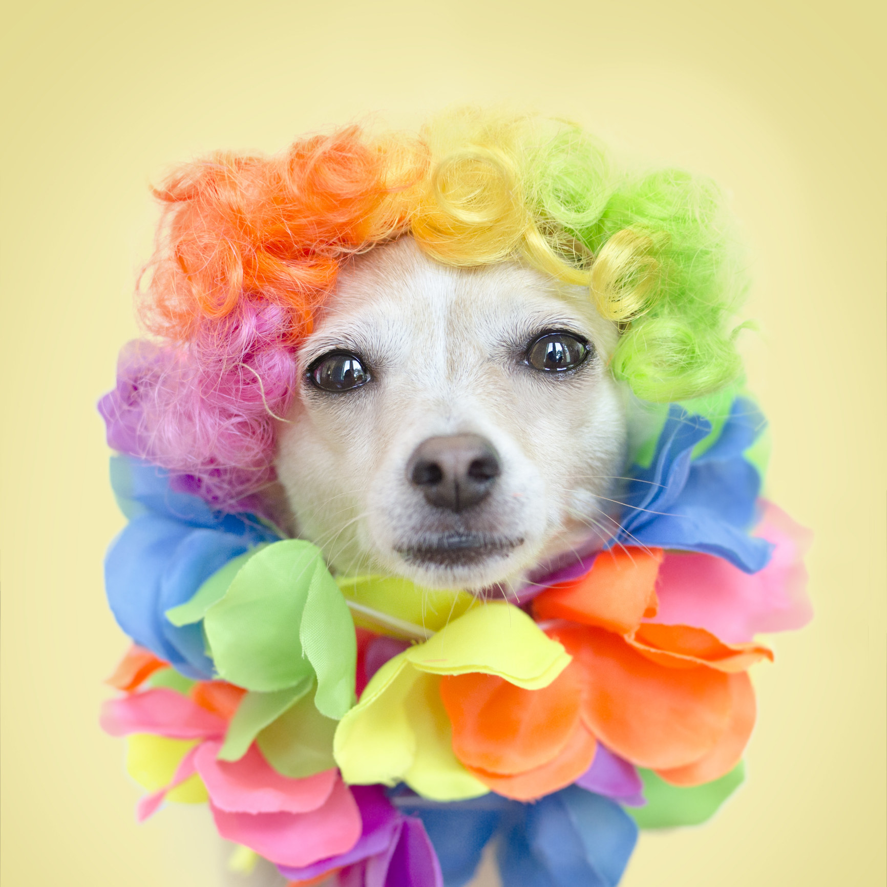 Another dog in rainbow colors
