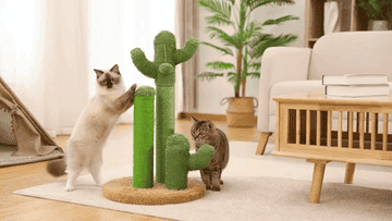 Two cats playing the the stand