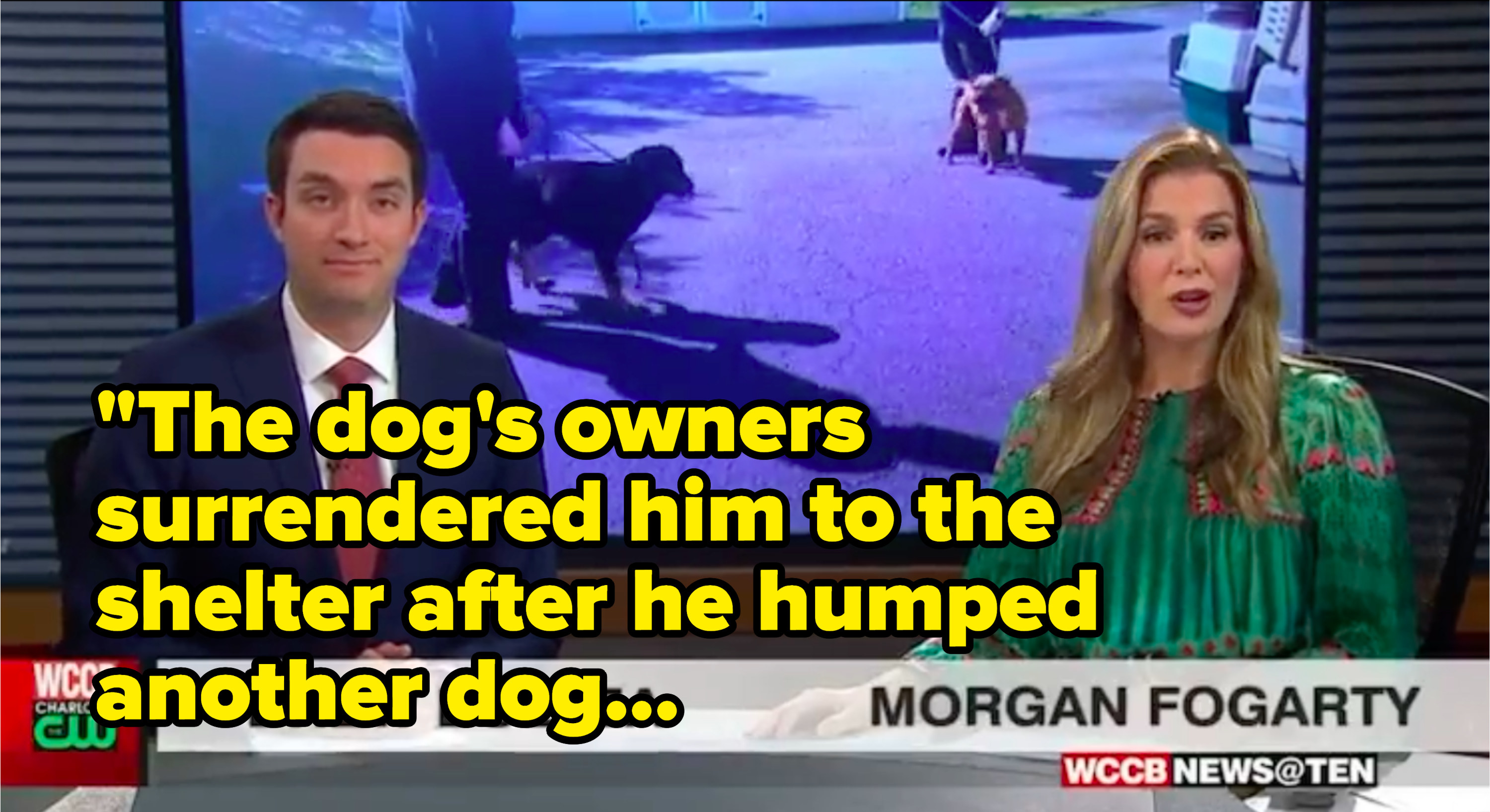 Quote from newscaster: &quot;The dog&#x27;s owners surrendered him to the shelter after he humped another dog&quot;