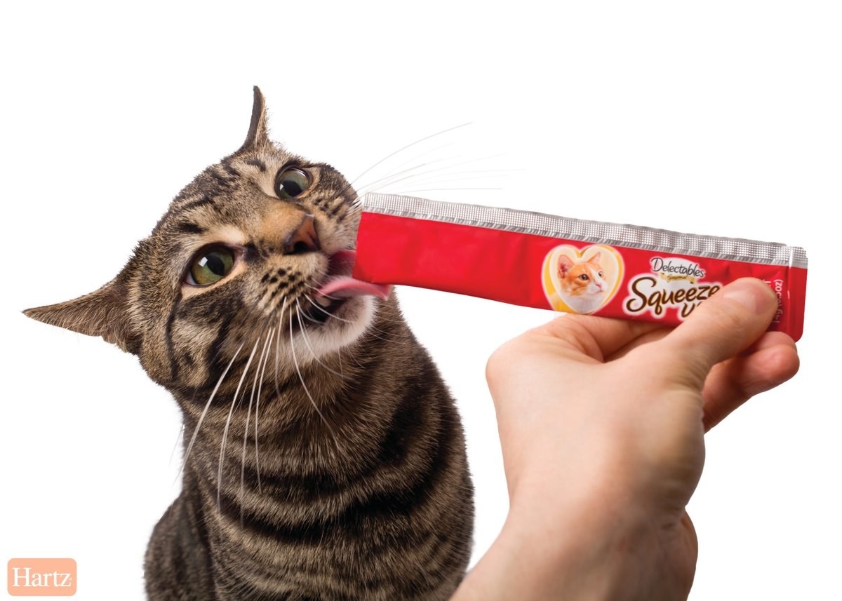 Cat with funny face licks Delectables Squeeze Up