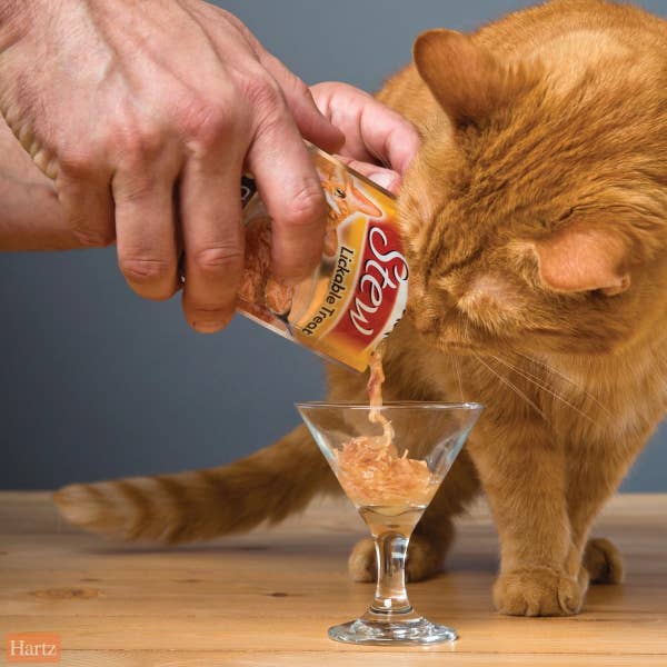 Furry cat looking into a a martini glass where his food is being served
